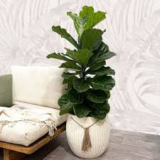 Fiddle Leaf Fig